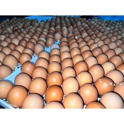 Lohmann Brown fertile layer...