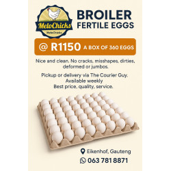 Ross 308 Fertile broiler eggs