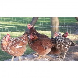 Boschvelder fertile eggs
