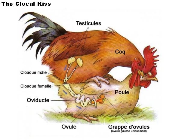 Egg fertilization